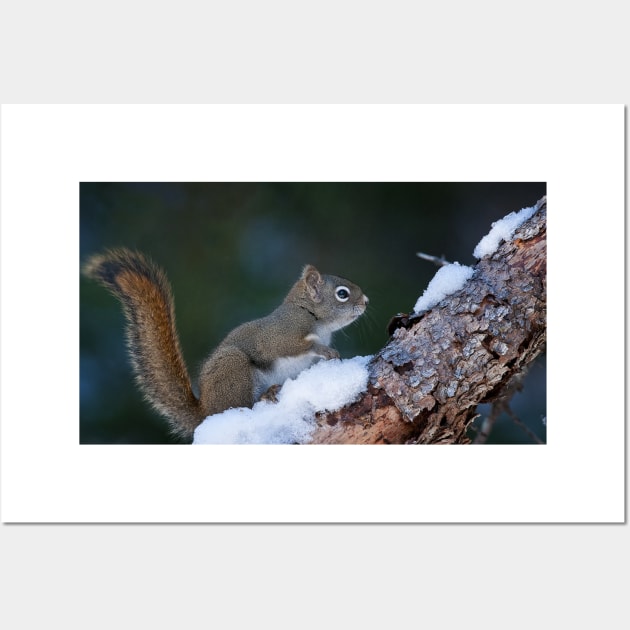 Red Squirrel Wall Art by jaydee1400